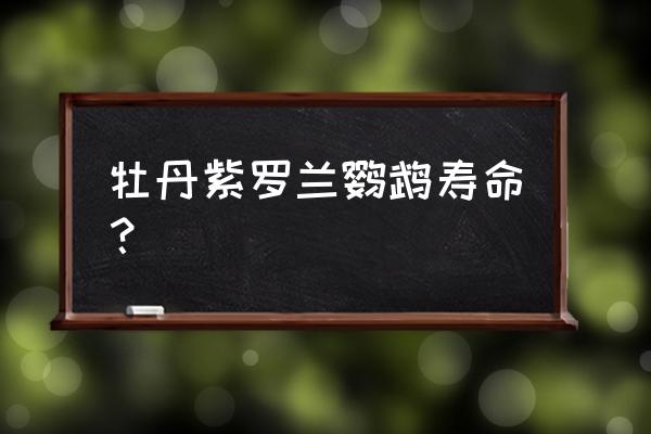 紫罗兰牡丹鹦鹉寿命 牡丹紫罗兰鹦鹉寿命？