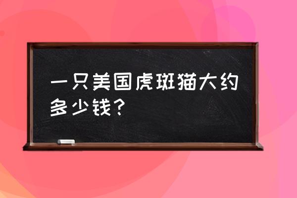 美国银虎斑猫多少钱一只 一只美国虎斑猫大约多少钱？