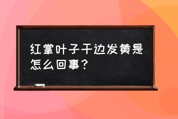 红掌叶子边缘发黄 红掌叶子干边发黄是怎么回事？