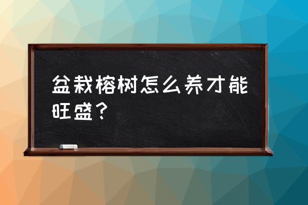 家里养盆栽榕树怎么养 盆栽榕树怎么养才能旺盛？