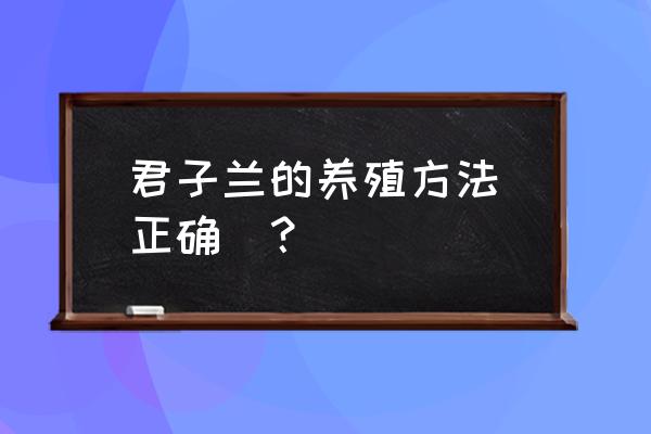 君子兰养殖的正确方法 君子兰的养殖方法(正确)？