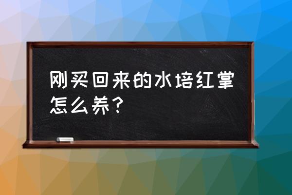 刚买回来的红掌怎么养护 刚买回来的水培红掌怎么养？