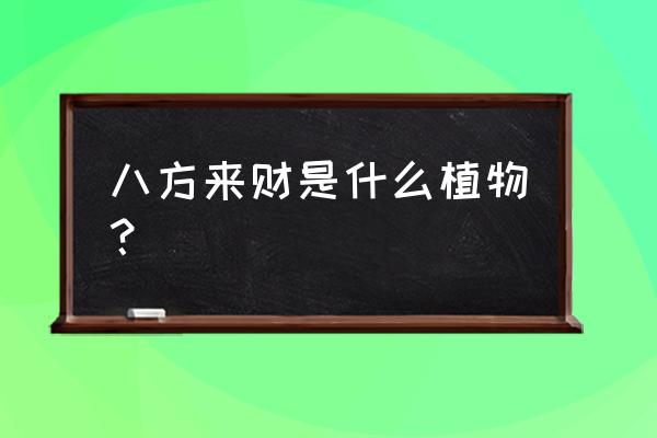 八方来财树又叫什么 八方来财是什么植物？