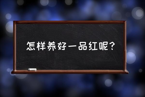 一品红的养法 怎样养好一品红呢？