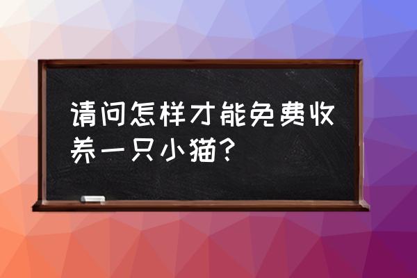 免费领养小猫崽 请问怎样才能免费收养一只小猫？