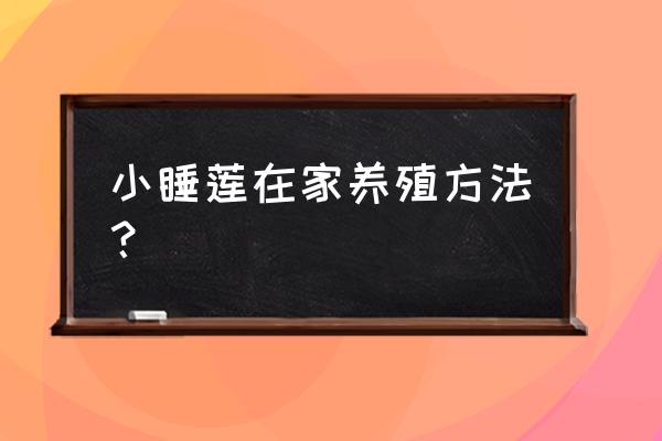 家庭睡莲的种植方法 小睡莲在家养殖方法？