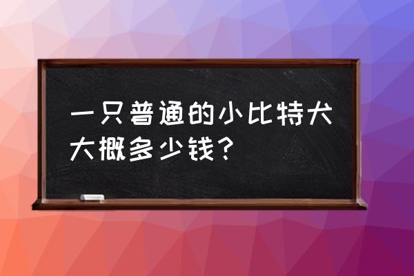 美国比特犬多少钱一只 一只普通的小比特犬大概多少钱？