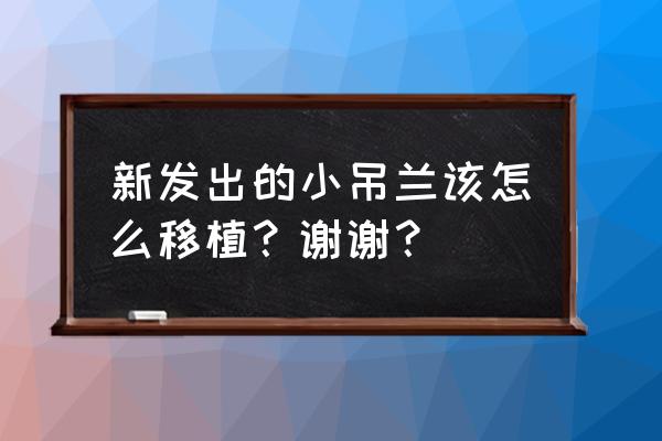 吊兰的初次栽培方法 新发出的小吊兰该怎么移植？谢谢？