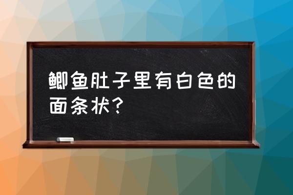 吃了有舌状绦虫的鲫鱼 鲫鱼肚子里有白色的面条状？