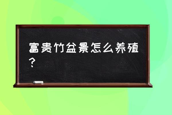 富贵竹盆景怎么养 富贵竹盆景怎么养殖？