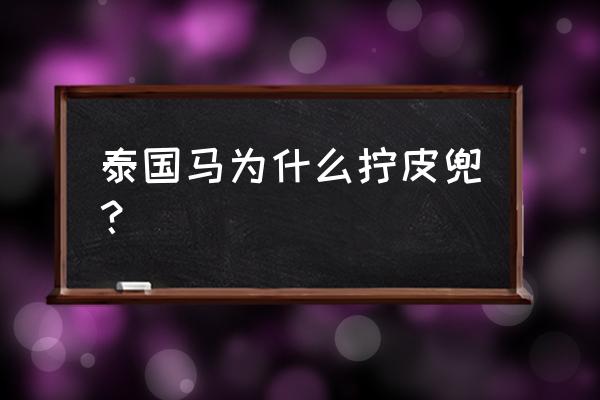 泰国马弹弓特点 泰国马为什么拧皮兜？