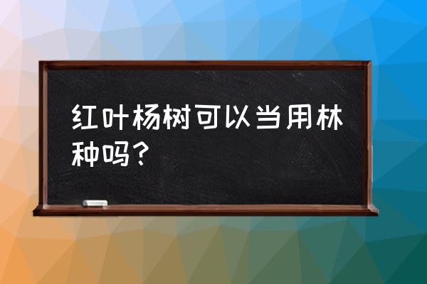 中华红叶杨树特点 红叶杨树可以当用林种吗？