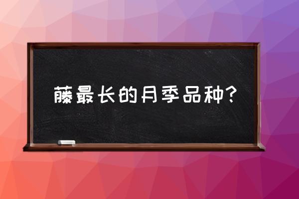 藤蔓月季品种有哪些 藤最长的月季品种？