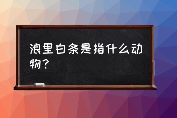 浪里白条打一动物 浪里白条是指什么动物？