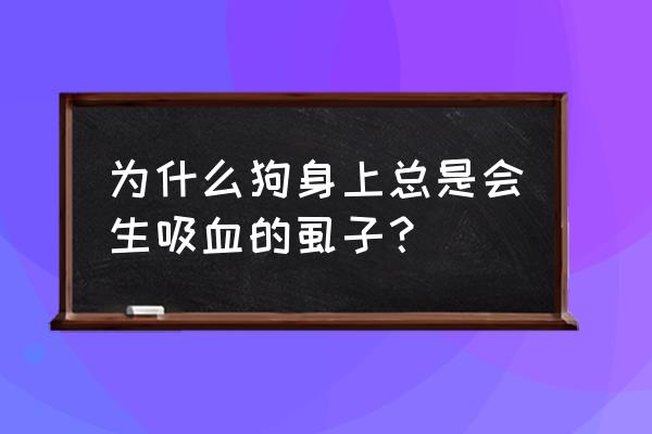 狗身上的吸血虫怎么来的 为什么狗身上总是会生吸血的虱子？