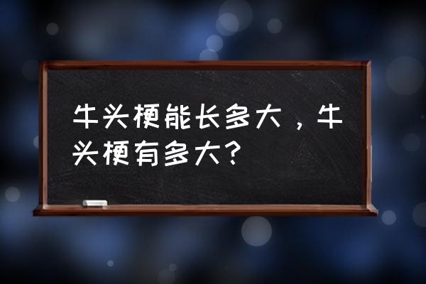 迷你牛头梗体重标准 牛头梗能长多大，牛头梗有多大？