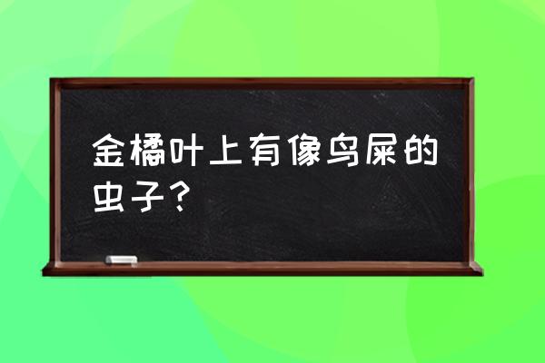 柑橘凤蝶幼虫多少钱一斤 金橘叶上有像鸟屎的虫子？