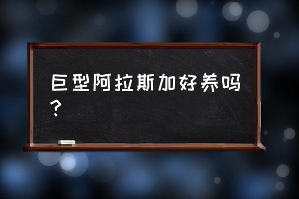 巨型阿拉斯加犬好养吗 巨型阿拉斯加好养吗？