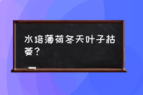 水培薄荷叶子枯萎 水培薄荷冬天叶子枯萎？