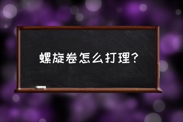 螺旋卷钩生台版 螺旋卷怎么打理？