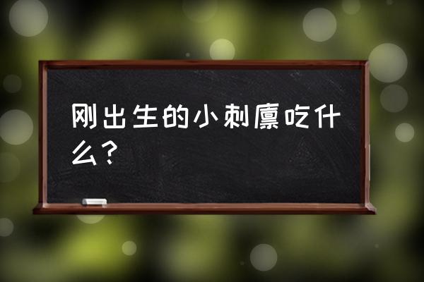 刚出生刺猬吃什么食物 刚出生的小刺猬吃什么？