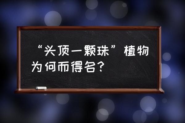 头顶一颗珠别名 “头顶一颗珠”植物为何而得名？