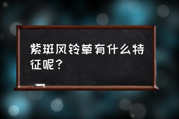 紫斑风铃草有毒吗 紫斑风铃草有什么特征呢？