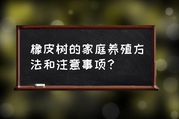 橡皮树室内养殖方法 橡皮树的家庭养殖方法和注意事项？