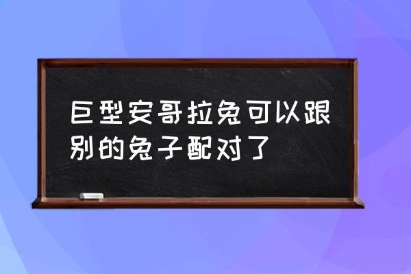 巨型安哥拉兔聪明吗 巨型安哥拉兔可以跟别的兔子配对了