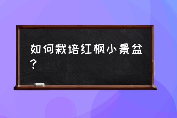 小型红枫盆景 如何栽培红枫小景盆？