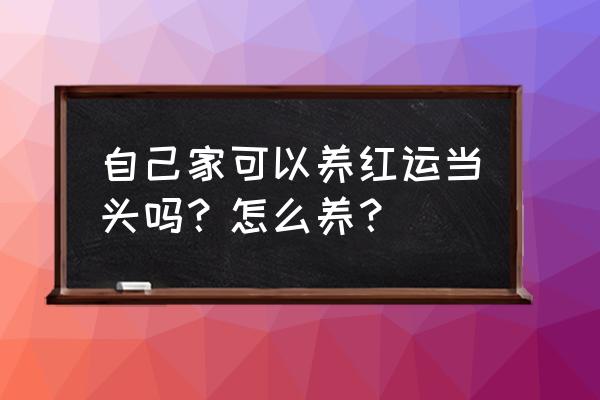 鸿运当头适合室内养吗 自己家可以养红运当头吗？怎么养？