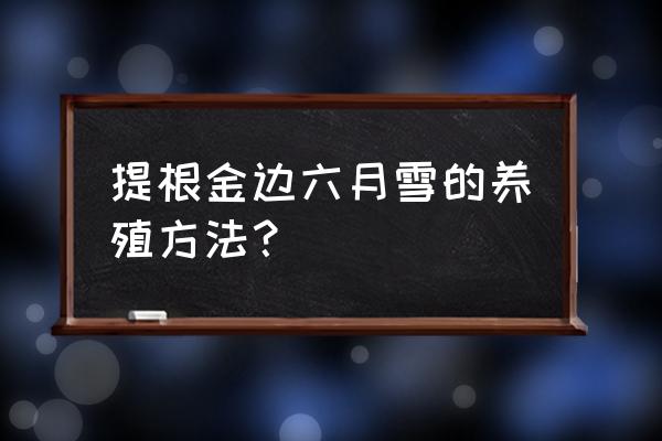 提根六月雪的养殖方法 提根金边六月雪的养殖方法？