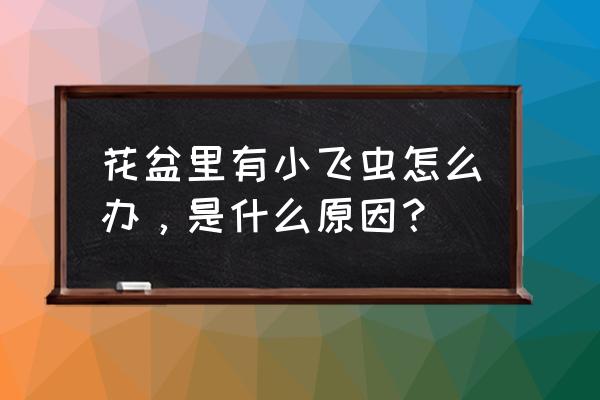 花盆里有小飞虫是什么原因 花盆里有小飞虫怎么办，是什么原因？