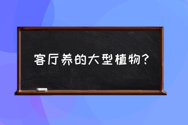 适合室内养的大型植物 客厅养的大型植物？