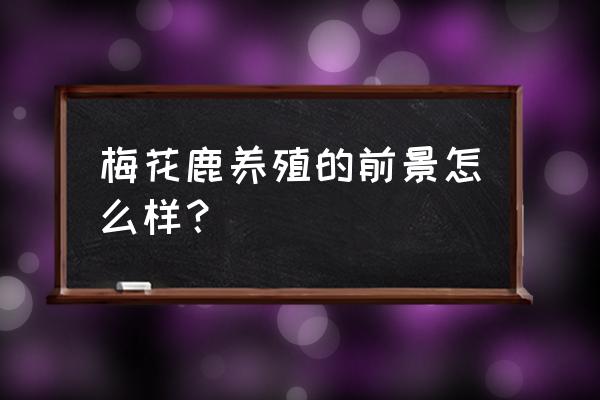 梅花鹿养殖的前景怎么样 梅花鹿养殖的前景怎么样？