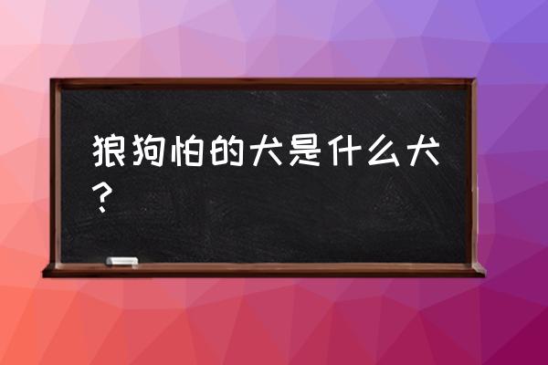 巨型爱尔兰猎狼犬 狼狗怕的犬是什么犬？