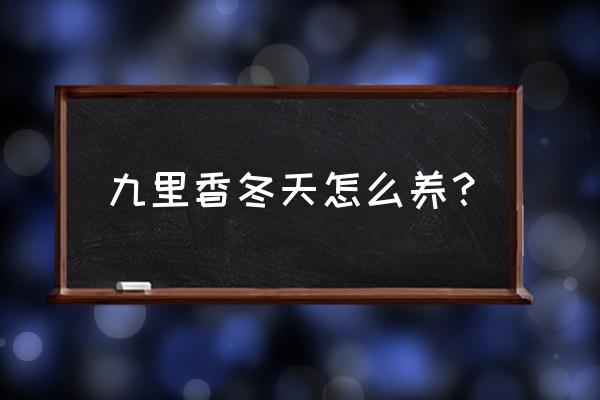 九里香冬天怎么养 九里香冬天怎么养？