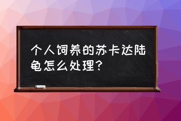 苏卡达陆龟认主吗 个人饲养的苏卡达陆龟怎么处理？