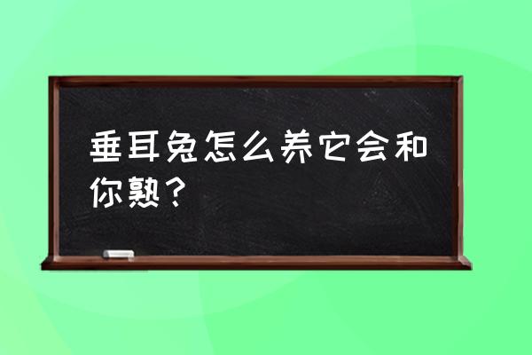 垂耳兔怎么养它会和你熟 垂耳兔怎么养它会和你熟？