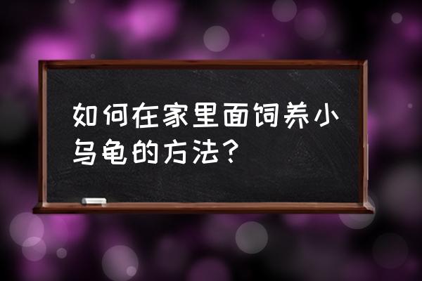 家庭小乌龟饲养方法 如何在家里面饲养小乌龟的方法？