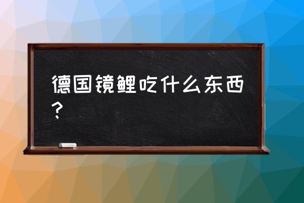 德国镜鲤锦鲤 德国镜鲤吃什么东西？