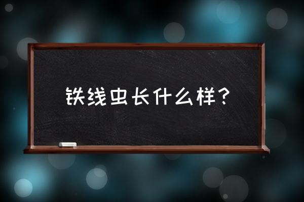 铁线虫是什么样子的 铁线虫长什么样？