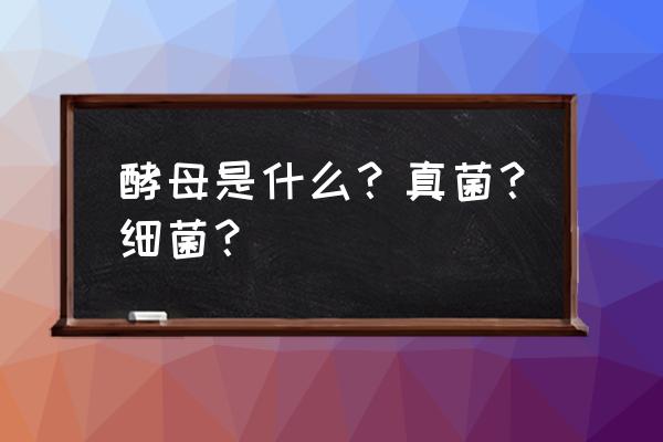 酵母菌是不是真菌 酵母是什么？真菌？细菌？