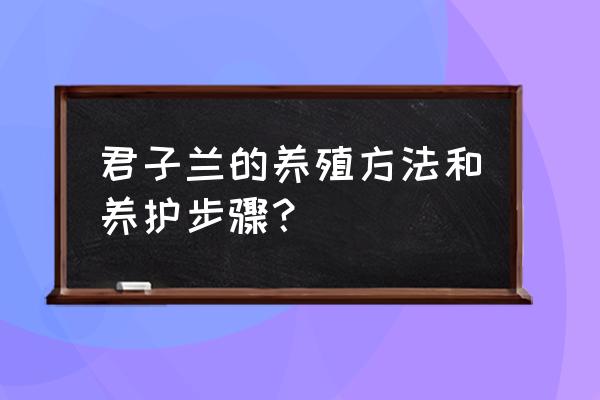 家庭君子兰的养殖方法 君子兰的养殖方法和养护步骤？