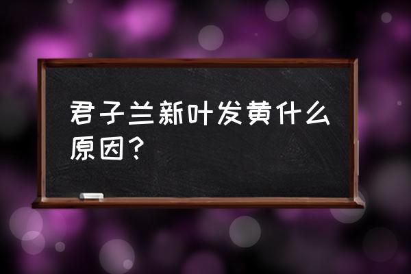 君子兰幼叶发黄 君子兰新叶发黄什么原因？