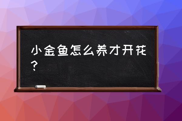 小金鱼花怎么养能开花 小金鱼怎么养才开花？