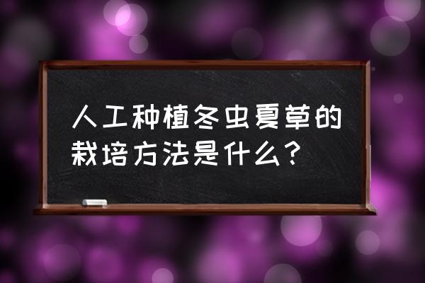 人工虫草怎么种 人工种植冬虫夏草的栽培方法是什么？