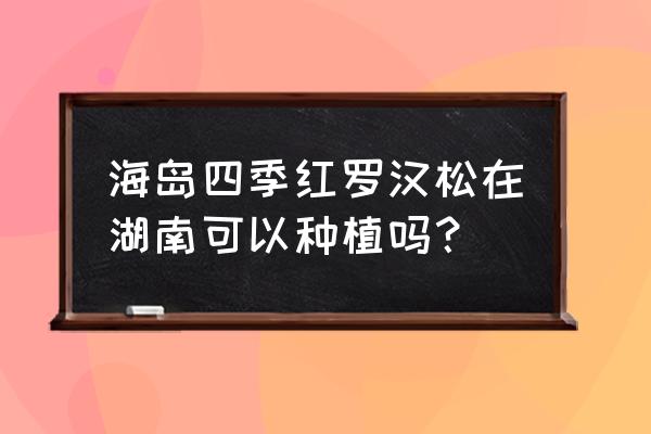 湖南造型罗汉松 海岛四季红罗汉松在湖南可以种植吗？