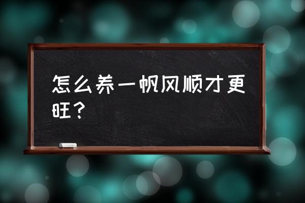 一帆风顺花怎么养旺盛 怎么养一帆风顺才更旺？