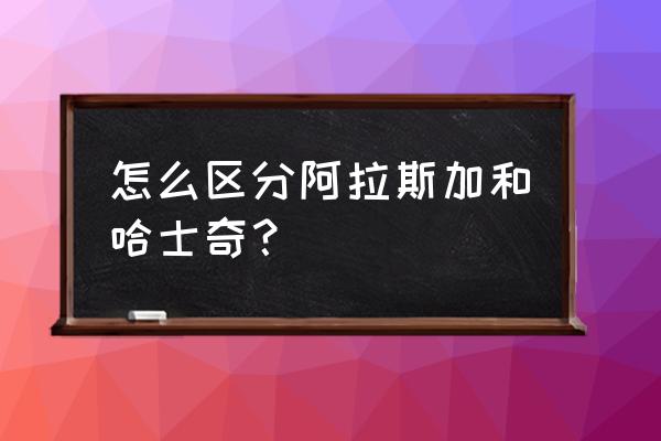 阿拉斯加是不是哈士奇 怎么区分阿拉斯加和哈士奇？